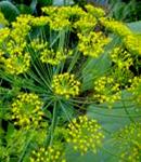 Seminte Marar Common